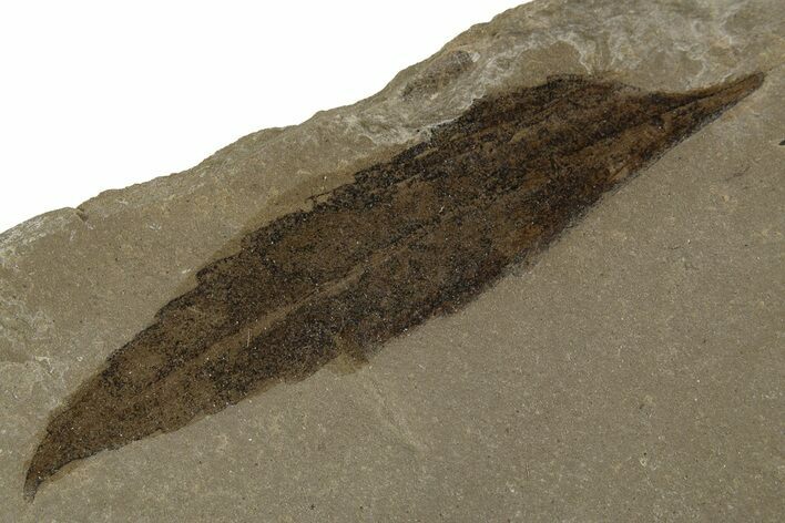 Eocene Fossil Sumac (Rhus) Leaf - Green River Formation, Utah #334301